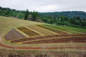 TERRENI AGRICOLI