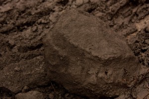 fossile