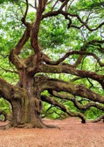 alberi monumentali